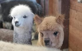 B&B Canossalpaca